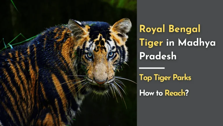 royal bengal tigers in madhya pradesh