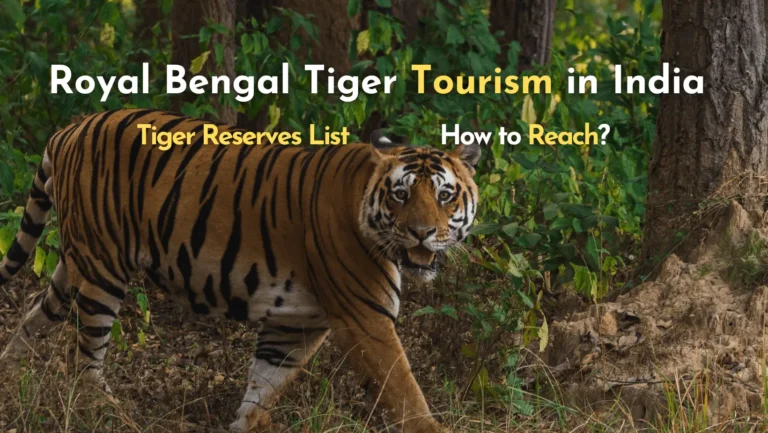royal bengal tiger tourism in india Tiger reserve list how to reach