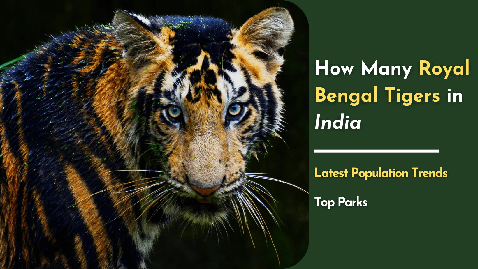 how many royal bengal tiger in india, Lates Population Trends, Top Parks and face of a young tiger